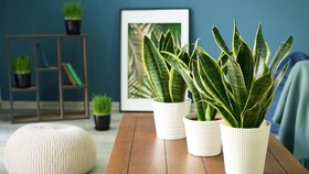 Aglonema dan Deret Tanaman Kamar Lainnya untuk Atasi Insomnia