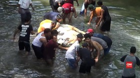 VIDEO: Warga Selamatkan Sapi Dari Dasar Sungai