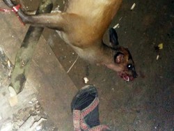 Pemburu di Sanggabuana Juga Tembak Mati Rusa dan Owa Jawa