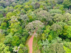 5 Negara dengan Hutan Hujan Tropis Terluas di Dunia, Indonesia Urutan Berapa?