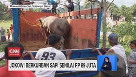 VIDEO: Jokowi Kurban Sapi Senilai Rp 89 Juta