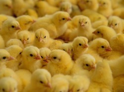 Upaya Kementan Stabilisasi Perunggasan dan Serap Livebird dari Peternak