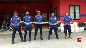 VIDEO: Ular Sanca 5 Meter Melawan Saat Ditangkap