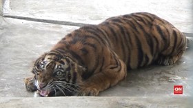 VIDEO: 5 Harimau Sumatra Korban Konflik Akan Dilepasliarkan