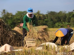 Produksi Naik, Kementan Minta Bulog Prioritaskan Beras Hasil Petani