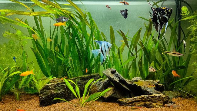 Selain meningkatkan estetika, tanaman hias air juga bisa memurnikan air dan jadi habitat ikan. Berikut jenis tanaman hias air aquascape yang bisa coba ditanam.