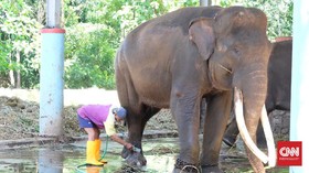 Semarang Zoo, Rumah Covi & Vivid yang Bertahan kala Pandemi