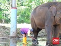 Semarang Zoo, Rumah Covi & Vivid yang Bertahan kala Pandemi