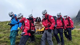 Kisah Jenaka Evakuasi Anjing Pingsan di Pegunungan Inggris