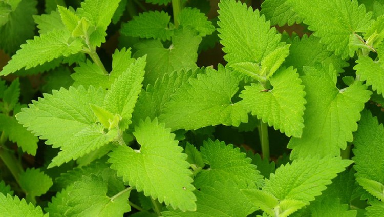 Tanaman hias pengusir nyamuk Giant catnip (Nepeta grandiflora)A similar pictures from my portfolio: