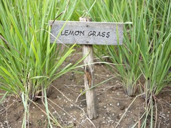 6 Cara Mengusir Nyamuk Secara Alami, Pakai Tanaman dan Aroma Ini