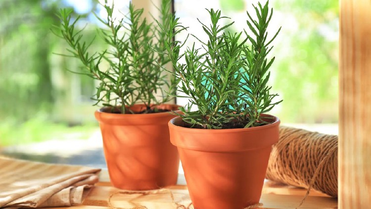 Pots with rosemary on table