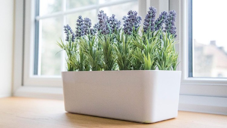 lavender flowers on windowsill