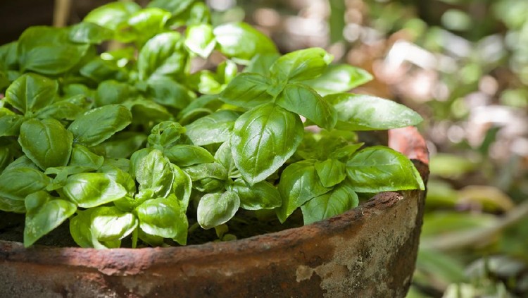 Selective focus image of some green basil plants in an old terracotta pot.