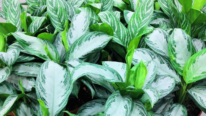 White Green Leaves of Aglaonema Plants as Texture Background. Aglaonema flowers