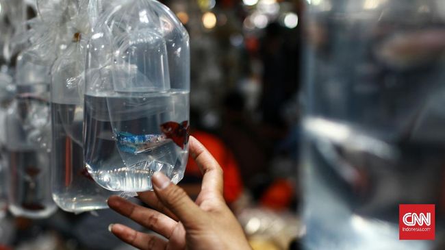 Merawat ikan hias jadi salah satu hobi baru di tengah pandemi virus corona. Berikut rekomendasi ikan hias berikut tips merawat untuk para pemula di hobi ini.