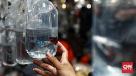 Rekomendasi Ikan Hias dan Tips Merawat untuk Para Pemula