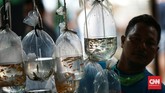 FOTO: Berburu Ikan Hias Kala Pandemi Covid-19 Memelihara ikan hias jadi salah satu hobi di tengah pandemi. Pasar ikan hias di Parung merupakan sentra penjualan yang acap disambangi para pecinta ikan hias.