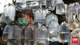 FOTO: Berburu Ikan Hias Kala Pandemi Covid-19
