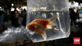 FOTO: Berburu Ikan Hias Kala Pandemi Covid-19 Memelihara ikan hias jadi salah satu hobi di tengah pandemi. Pasar ikan hias di Parung merupakan sentra penjualan yang acap disambangi para pecinta ikan hias.