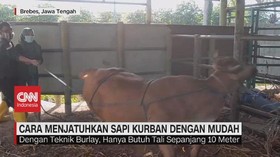 VIDEO: Cara Menjatuhkan Sapi Kurban Dengan Mudah
