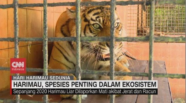 Video Harimau Spesies Payung Dalam Ekosistem