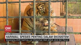 VIDEO: Harimau, Spesies Payung dalam Ekosistem