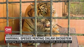 img-title VIDEO: Harimau, Spesies Payung dalam Ekosistem