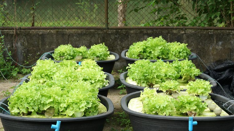 Fresh organic green oak culture in aquaponic or  hydroponic farming. Salad organic hydroponic farm, green salad Vegetable leaf, Green Oak