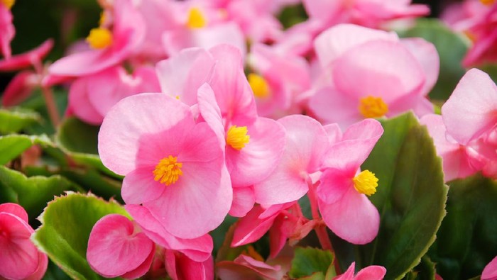 Begonias,semperflorens begonias,in the garden, potted begonia