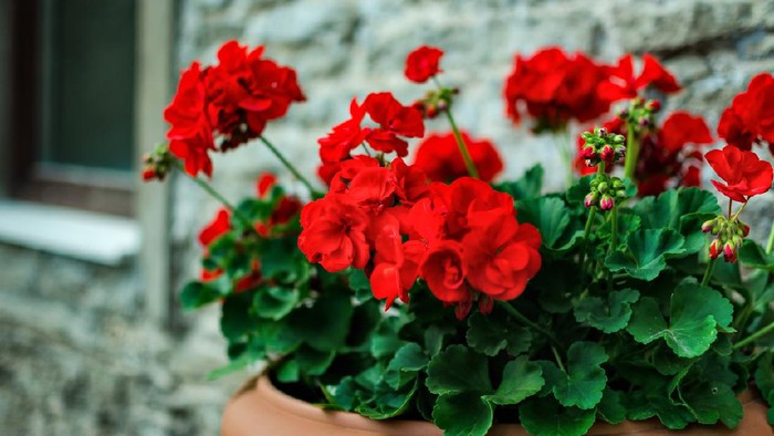 Begonias,semperflorens begonias,in the garden, potted begonia