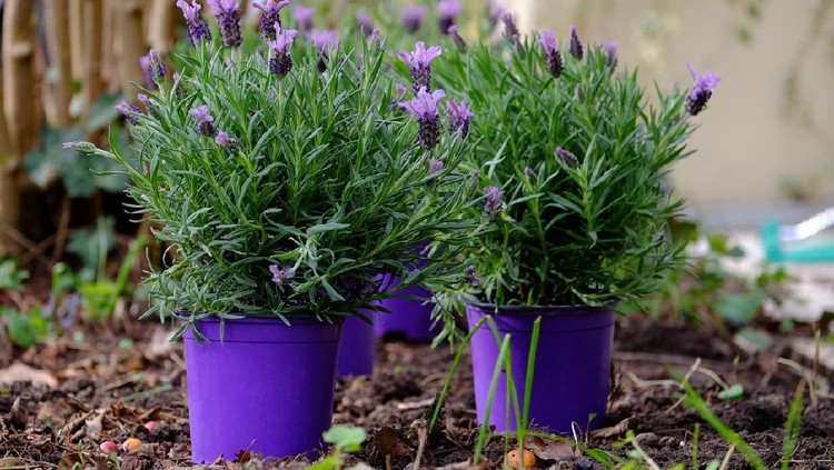 Lavender plant in a flowerpot.