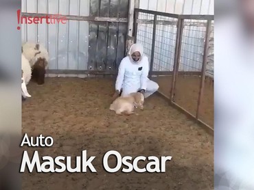 Kocak! Kambing Ini Pura-pura Pingsan saat Hendak Ditangkap