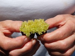 Kaviar Ini Diambil Dari Jeruk Lemon Termahal di Dunia