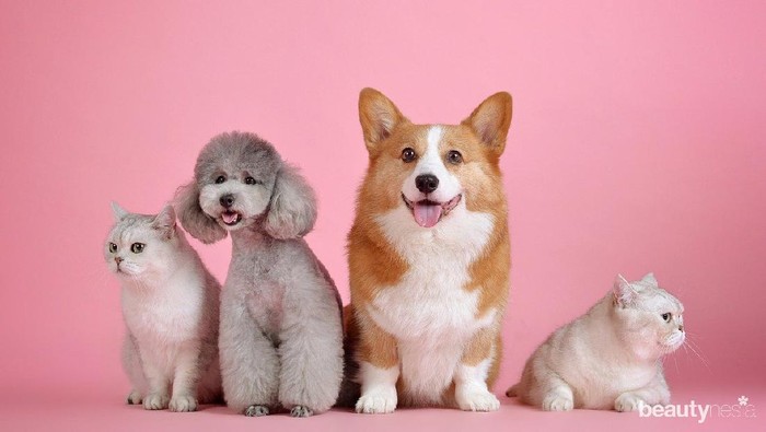 Manfaat Pelihara Hewan untuk Kesehatan Mental