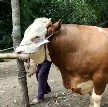 Viral, Pria Asal Garut Minum Darah Sapi Kurban