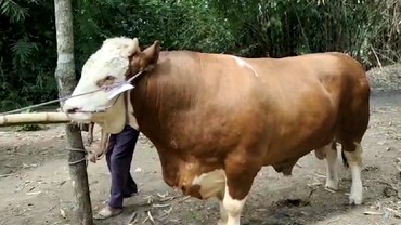 img-title Viral, Pria Asal Garut Minum Darah Sapi Kurban