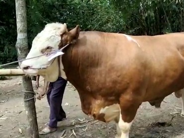 Viral, Pria Asal Garut Minum Darah Sapi Kurban