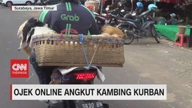 VIDEO: Ojek Online Angkut Kambing Kurban
