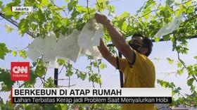 VIDEO: Berkebun di Atap Rumah
