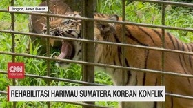VIDEO: Rehabilitasi Harimau Sumatera Korban Konflik