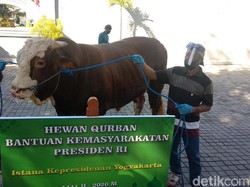 Jokowi Sumbang 2 Sapi Kurban di Yogya