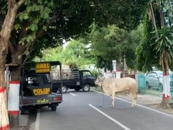 Video Brak-bruk! Sapi Kurban Lepas-Ngamuk, Warga-Polisi Kocar-kacir