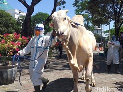 Ini Sapi Kurban Presiden Jokowi di Surabaya