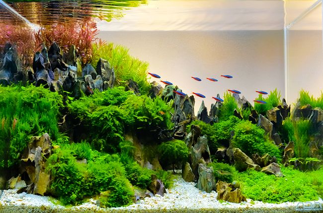 11 Jenis Tanaman Aquascape Untuk Mempercantik Akuarium