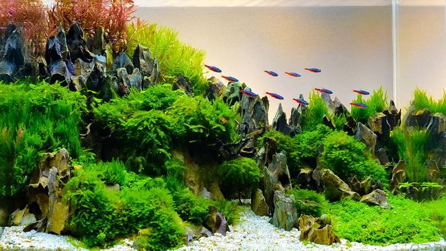 5100 Dekorasi Aquarium Air Tawar Terbaru