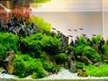 11 Jenis Tanaman Aquascape untuk Mempercantik Akuarium