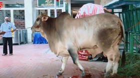 VIDEO: Sapi Kurban Jokowi Diserahkan ke Istiqlal