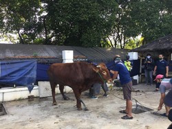 Masjid Al-Azhar Akan Bagikan 2.500 Paket Daging Kurban