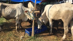 Waspada! Ini Ciri Hewan yang Dilarang untuk Kurban